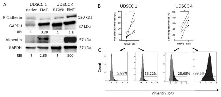 https://cdn.ncbi.nlm.nih.gov/pmc/blobs/693c/8001767/84b2aa484fd9/cancers-13-01335-g001.jpg