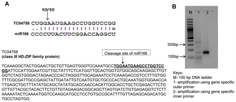 https://cdn.ncbi.nlm.nih.gov/pmc/blobs/693d/4190074/447f6cd2ab52/pone.0108851.g006.jpg