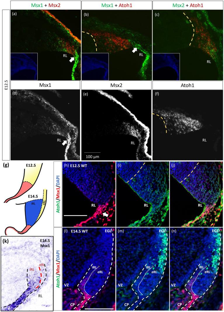 https://cdn.ncbi.nlm.nih.gov/pmc/blobs/6943/11089253/0e46e124928e/fnmol-17-1356544-g002.jpg