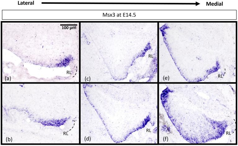https://cdn.ncbi.nlm.nih.gov/pmc/blobs/6943/11089253/0eaae5f6d23c/fnmol-17-1356544-g008.jpg