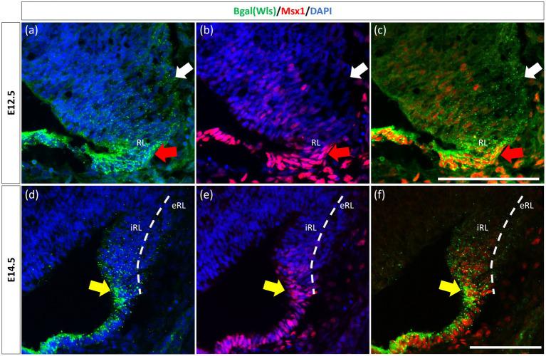 https://cdn.ncbi.nlm.nih.gov/pmc/blobs/6943/11089253/25bd6d8461a2/fnmol-17-1356544-g003.jpg