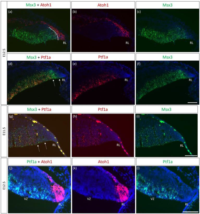 https://cdn.ncbi.nlm.nih.gov/pmc/blobs/6943/11089253/270e856c2d9a/fnmol-17-1356544-g006.jpg