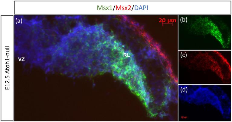 https://cdn.ncbi.nlm.nih.gov/pmc/blobs/6943/11089253/9f7539d00976/fnmol-17-1356544-g004.jpg