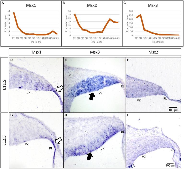 https://cdn.ncbi.nlm.nih.gov/pmc/blobs/6943/11089253/e64877935445/fnmol-17-1356544-g001.jpg
