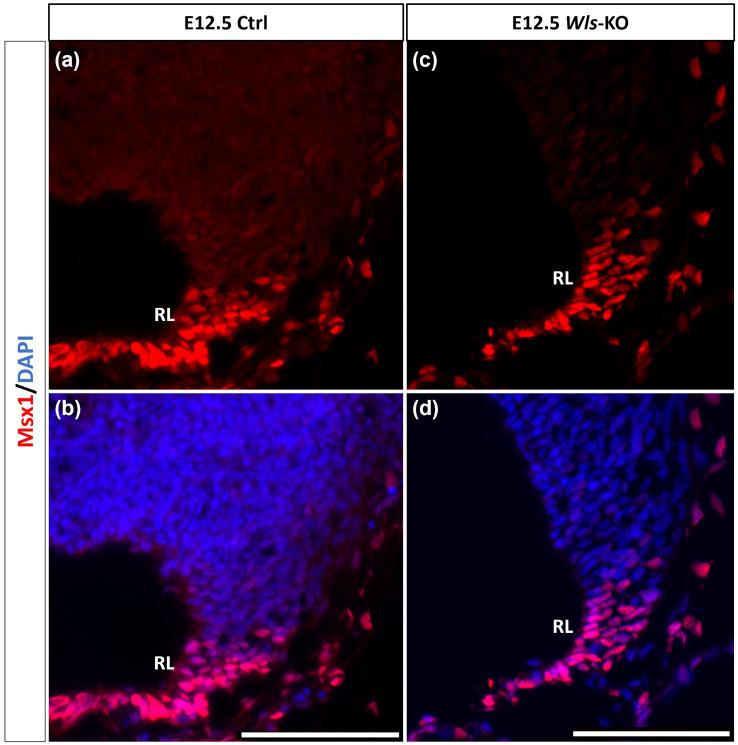 https://cdn.ncbi.nlm.nih.gov/pmc/blobs/6943/11089253/f4da82b580a5/fnmol-17-1356544-g005.jpg