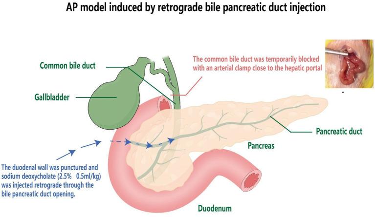 https://cdn.ncbi.nlm.nih.gov/pmc/blobs/6946/11288803/499907c99fb7/fvets-11-1418899-g001.jpg