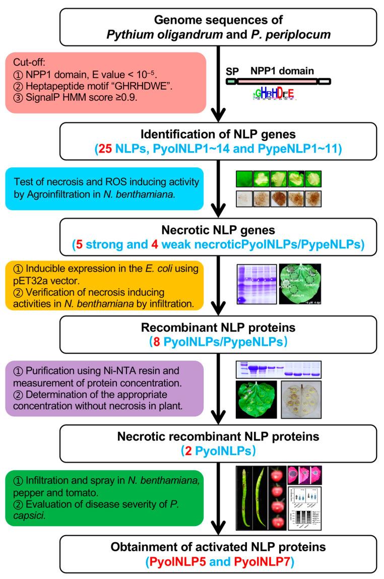 https://cdn.ncbi.nlm.nih.gov/pmc/blobs/6949/8303654/3bb49d22e8f8/jof-07-00496-g001.jpg