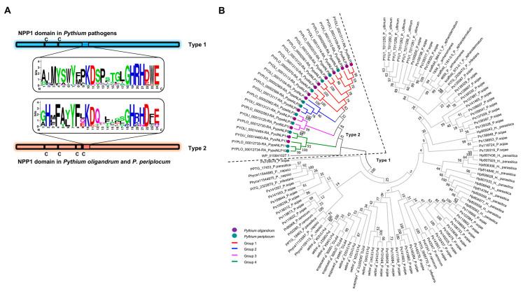 https://cdn.ncbi.nlm.nih.gov/pmc/blobs/6949/8303654/5f5596c412c2/jof-07-00496-g002.jpg