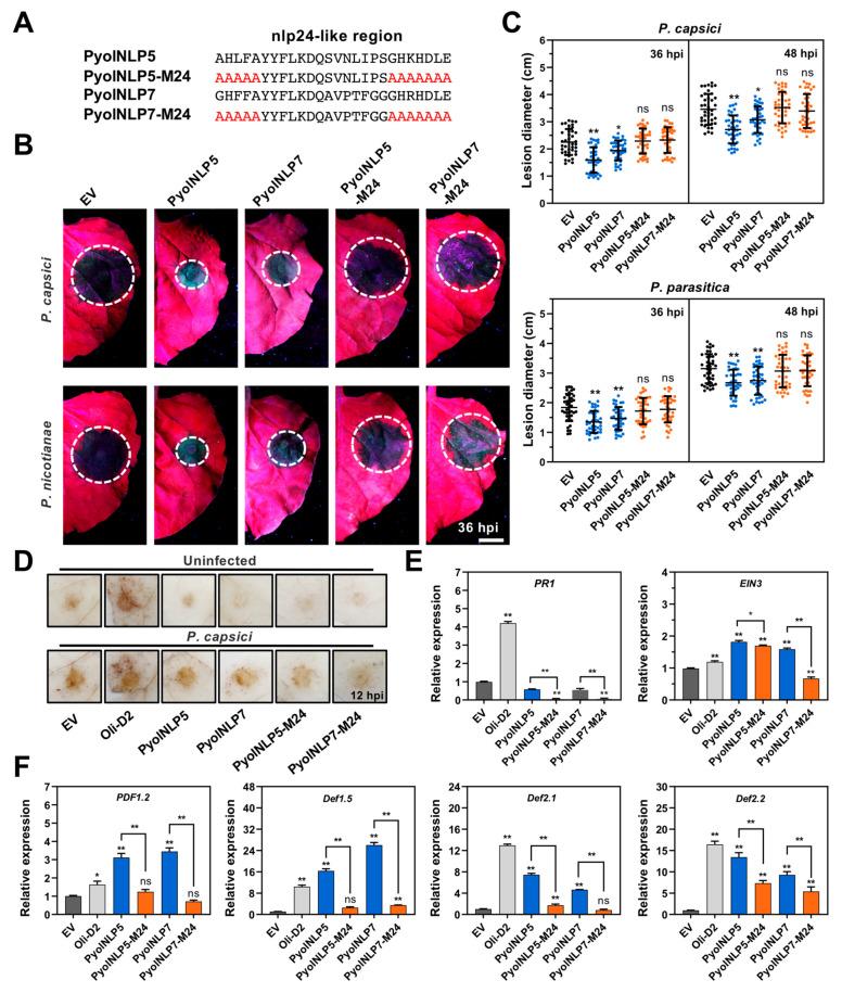 https://cdn.ncbi.nlm.nih.gov/pmc/blobs/6949/8303654/77a62f86e4d5/jof-07-00496-g006.jpg