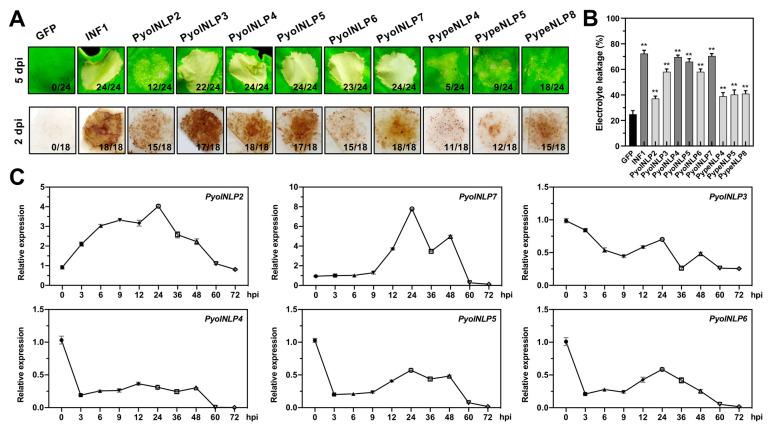 https://cdn.ncbi.nlm.nih.gov/pmc/blobs/6949/8303654/97134bb3f596/jof-07-00496-g004.jpg