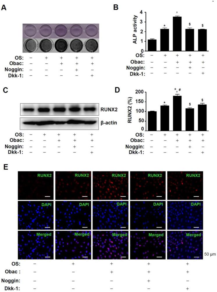 https://cdn.ncbi.nlm.nih.gov/pmc/blobs/694d/7957678/dfeb7f2aa90a/ijms-22-02483-g006.jpg