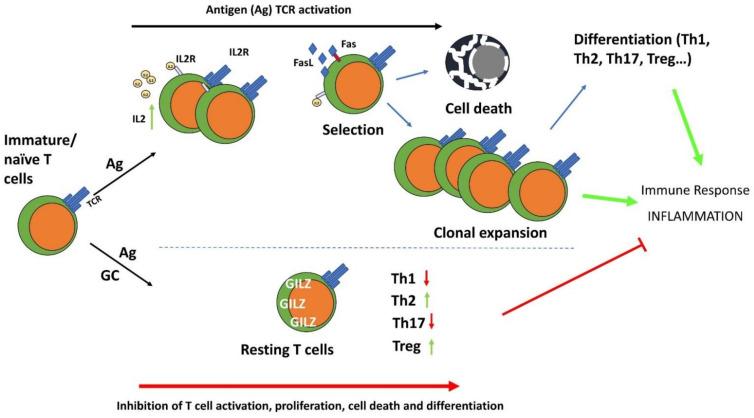 https://cdn.ncbi.nlm.nih.gov/pmc/blobs/694d/8750894/48fe04f34cb3/cells-11-00122-g004.jpg