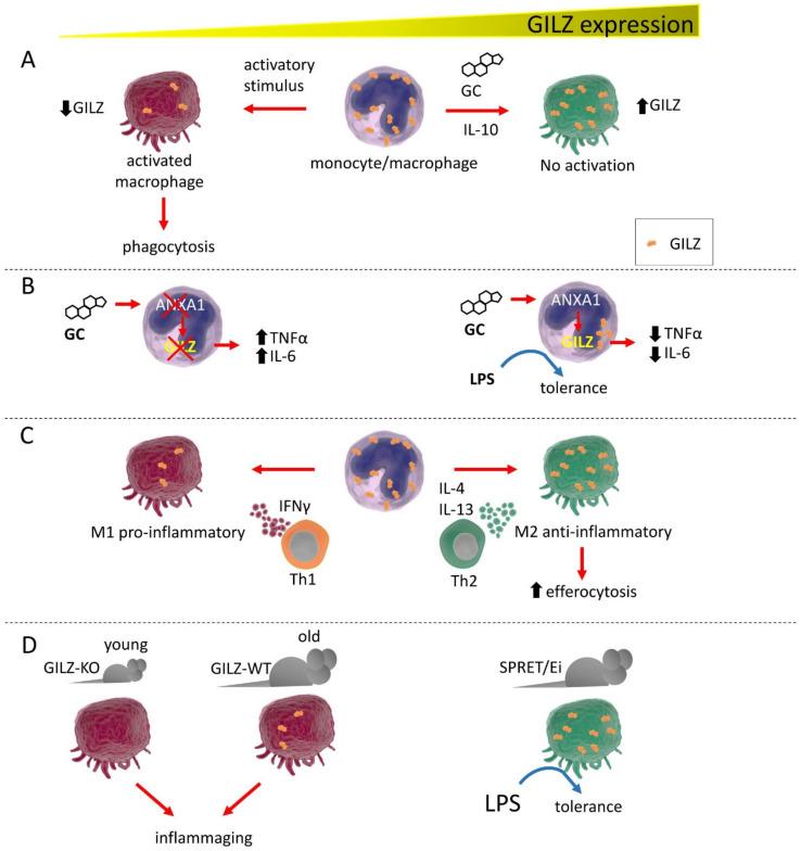https://cdn.ncbi.nlm.nih.gov/pmc/blobs/694d/8750894/ac3a13f2db3c/cells-11-00122-g001.jpg