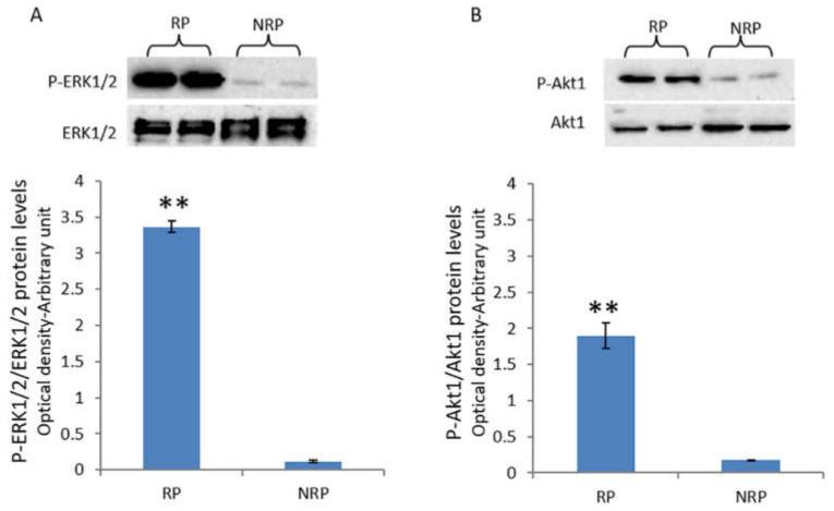 https://cdn.ncbi.nlm.nih.gov/pmc/blobs/694e/8226535/b46c6ad4b71a/animals-11-01729-g002.jpg