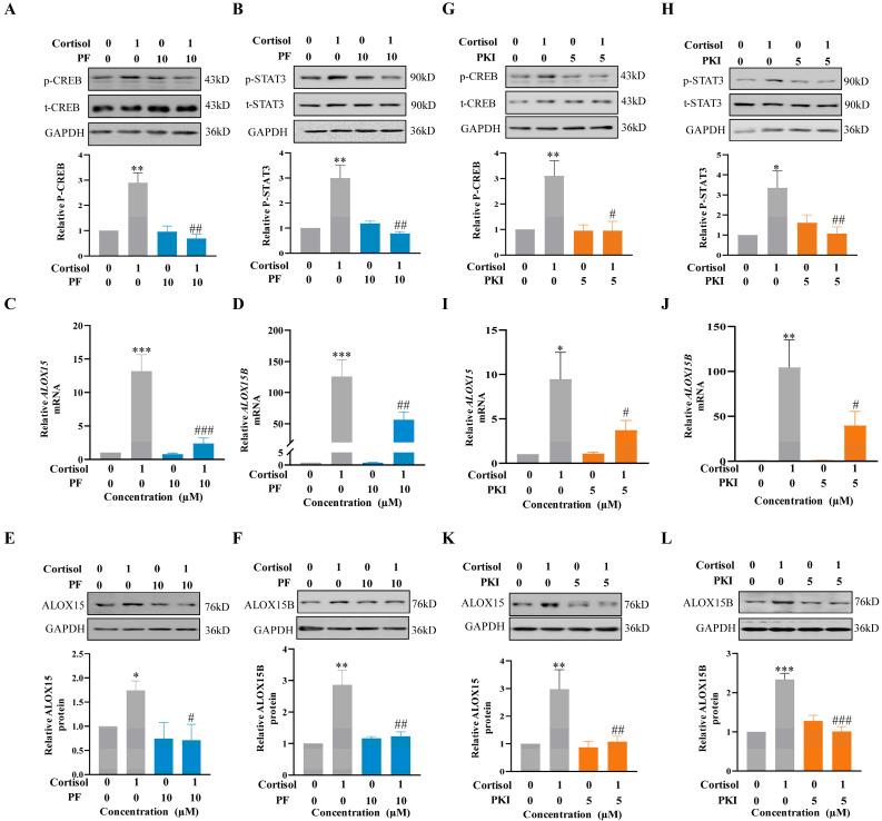 https://cdn.ncbi.nlm.nih.gov/pmc/blobs/694f/10341463/f2112b31420e/ijms-24-10881-g005.jpg