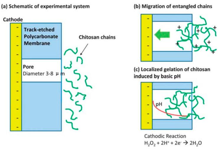 https://cdn.ncbi.nlm.nih.gov/pmc/blobs/694f/11435613/4d86d435501e/polymers-16-02616-g003.jpg