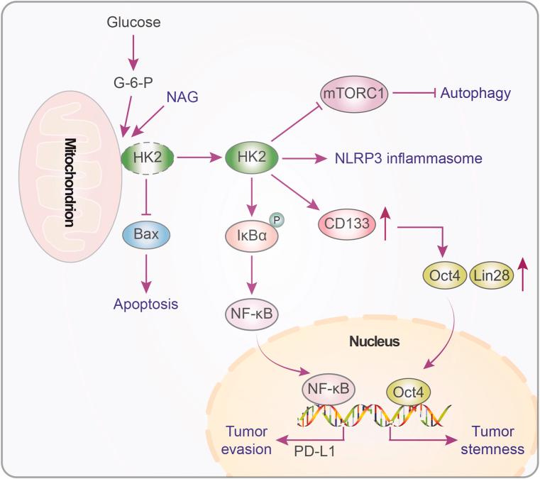 https://cdn.ncbi.nlm.nih.gov/pmc/blobs/6950/10120283/624a1f6df66b/gr3.jpg