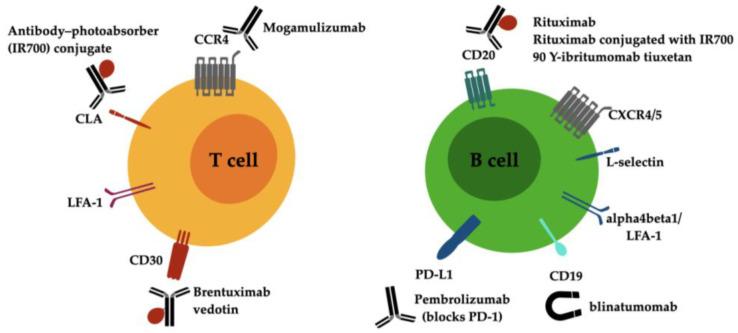 https://cdn.ncbi.nlm.nih.gov/pmc/blobs/6952/10045448/9be08753311b/antibodies-12-00021-g001.jpg