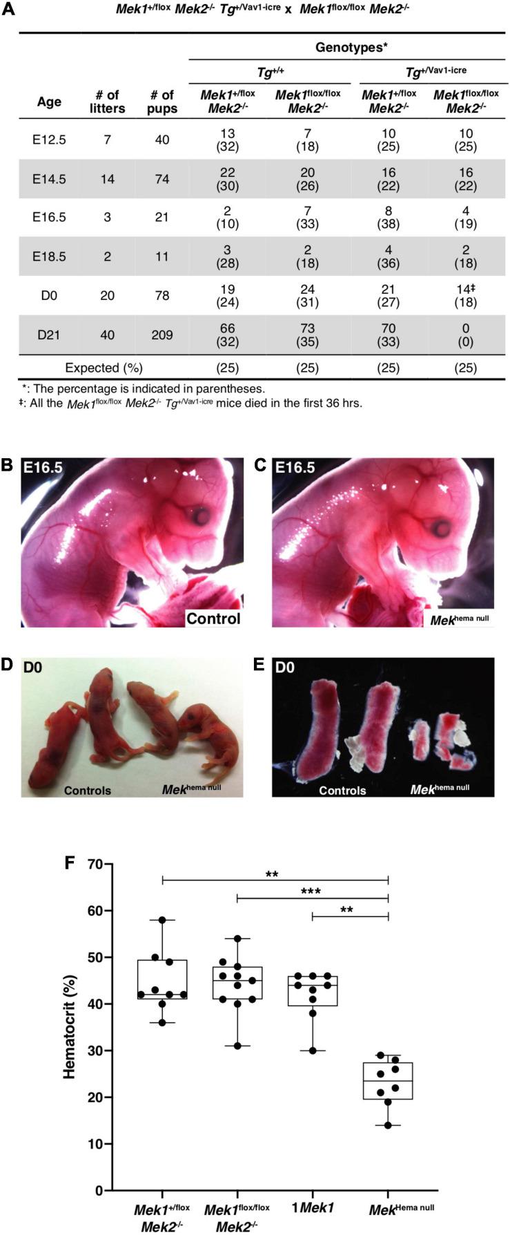 https://cdn.ncbi.nlm.nih.gov/pmc/blobs/6953/8353236/464ce4261c5d/fcell-09-639022-g001.jpg