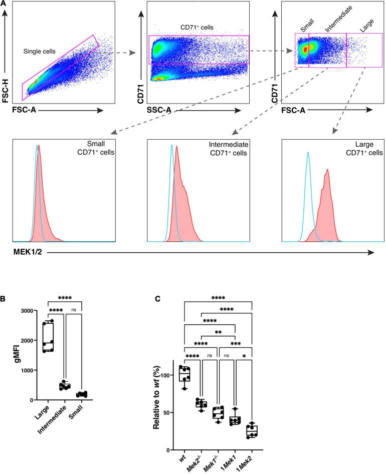 https://cdn.ncbi.nlm.nih.gov/pmc/blobs/6953/8353236/a4f321594a2e/fcell-09-639022-g009.jpg