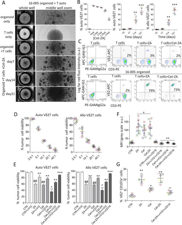 https://cdn.ncbi.nlm.nih.gov/pmc/blobs/6953/9772689/541168e6cda0/jitc-2022-005660f03.jpg