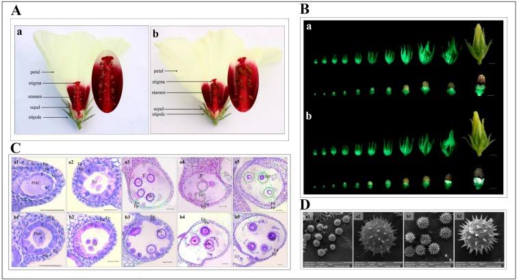 https://cdn.ncbi.nlm.nih.gov/pmc/blobs/6954/6862637/23869e92edb3/ijms-20-05515-g001.jpg