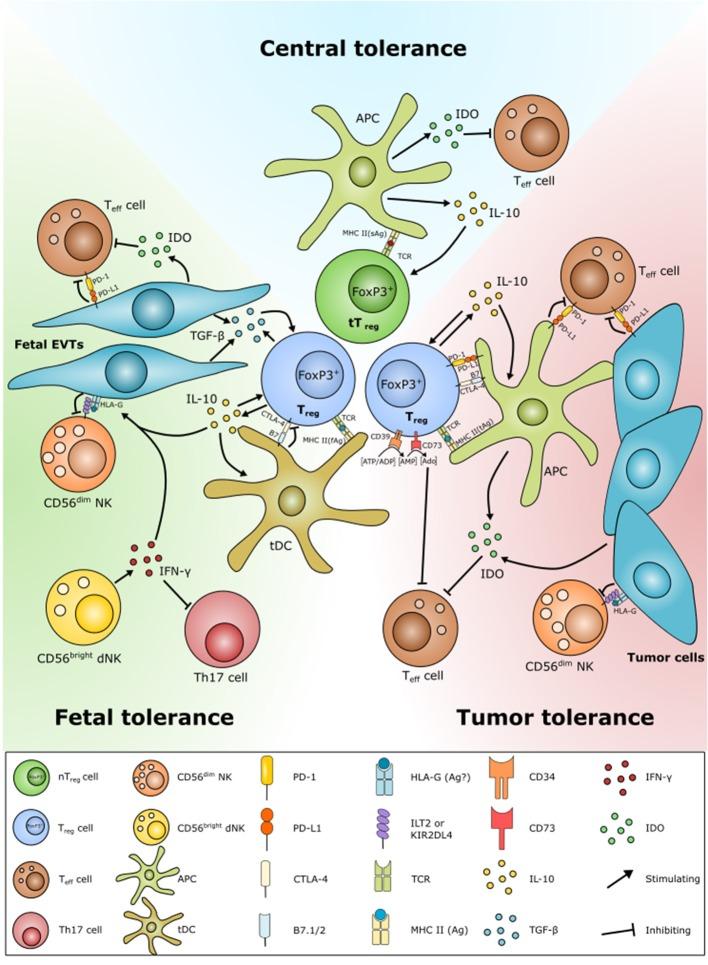 https://cdn.ncbi.nlm.nih.gov/pmc/blobs/695a/6517506/bb86d133be63/fimmu-10-00911-g0003.jpg