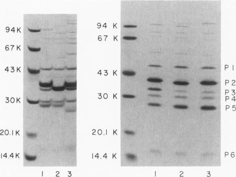 https://cdn.ncbi.nlm.nih.gov/pmc/blobs/695b/1129227/38e41a6856d5/jcinvest00768-0271-b.jpg