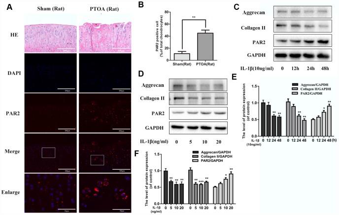 https://cdn.ncbi.nlm.nih.gov/pmc/blobs/695c/6949101/2ccca69eb437/aging-11-102586-g001.jpg