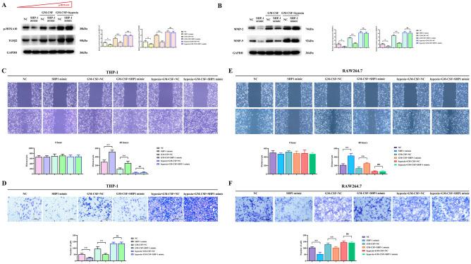 https://cdn.ncbi.nlm.nih.gov/pmc/blobs/6960/11033275/8adebd504da3/41598_2024_59725_Fig3_HTML.jpg