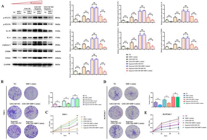 https://cdn.ncbi.nlm.nih.gov/pmc/blobs/6960/11033275/ac96db5373bc/41598_2024_59725_Fig4_HTML.jpg