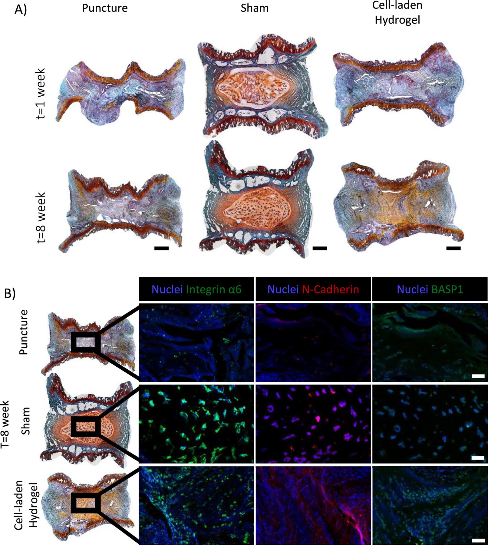 https://cdn.ncbi.nlm.nih.gov/pmc/blobs/6962/9157564/956a32509c24/nihms-1788623-f0004.jpg
