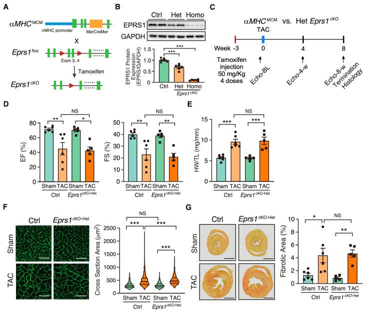 https://cdn.ncbi.nlm.nih.gov/pmc/blobs/6964/10778562/2ab140eaab4f/cells-13-00035-g001.jpg