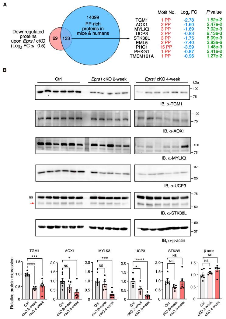 https://cdn.ncbi.nlm.nih.gov/pmc/blobs/6964/10778562/34ebddaca89b/cells-13-00035-g006.jpg
