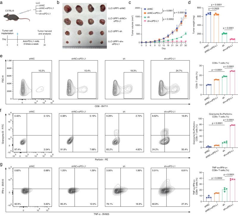 https://cdn.ncbi.nlm.nih.gov/pmc/blobs/6968/10853547/1f97da6c631d/41467_2024_45340_Fig6_HTML.jpg