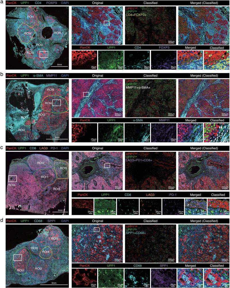 https://cdn.ncbi.nlm.nih.gov/pmc/blobs/6968/10853547/8f3861410f77/41467_2024_45340_Fig2_HTML.jpg