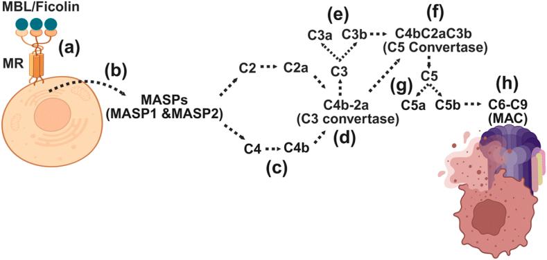https://cdn.ncbi.nlm.nih.gov/pmc/blobs/6969/12397872/9ede8cf00619/gr2.jpg