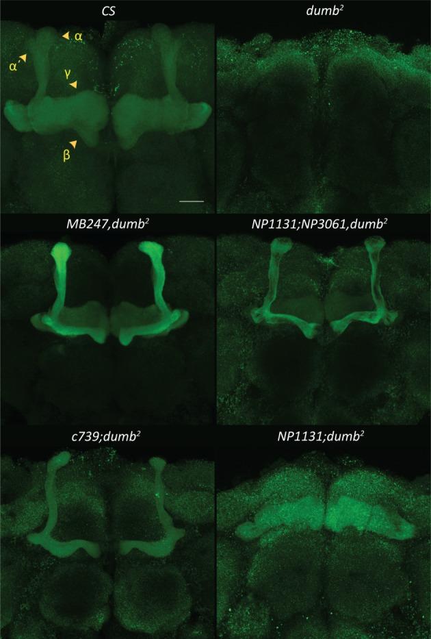 https://cdn.ncbi.nlm.nih.gov/pmc/blobs/696a/5836944/774550851bbe/GBB-17-158-g005.jpg