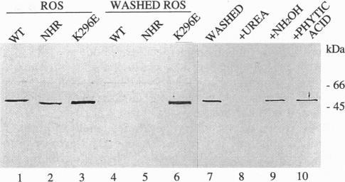 https://cdn.ncbi.nlm.nih.gov/pmc/blobs/696d/42205/53ee31c830ec/pnas01492-0487-b.jpg