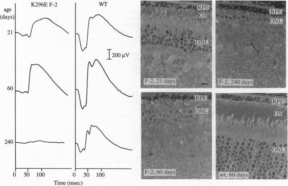 https://cdn.ncbi.nlm.nih.gov/pmc/blobs/696d/42205/d5da0955ee45/pnas01492-0485-a.jpg