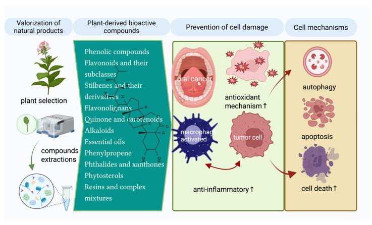 https://cdn.ncbi.nlm.nih.gov/pmc/blobs/6970/12389067/d448771814d2/pharmaceuticals-18-01098-g003.jpg