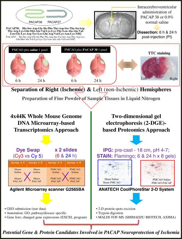 https://cdn.ncbi.nlm.nih.gov/pmc/blobs/6970/3526409/a12818dd0595/1742-2094-9-256-1.jpg