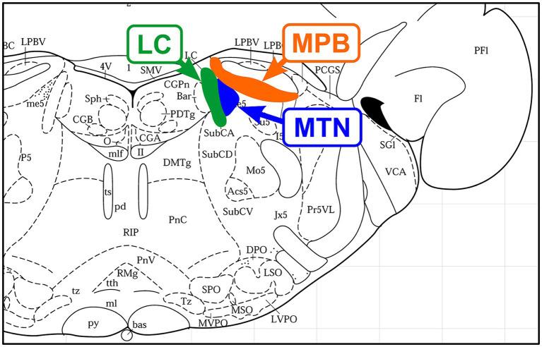 https://cdn.ncbi.nlm.nih.gov/pmc/blobs/6975/11236757/c90bc0ec5f63/fncel-18-1425645-g001.jpg