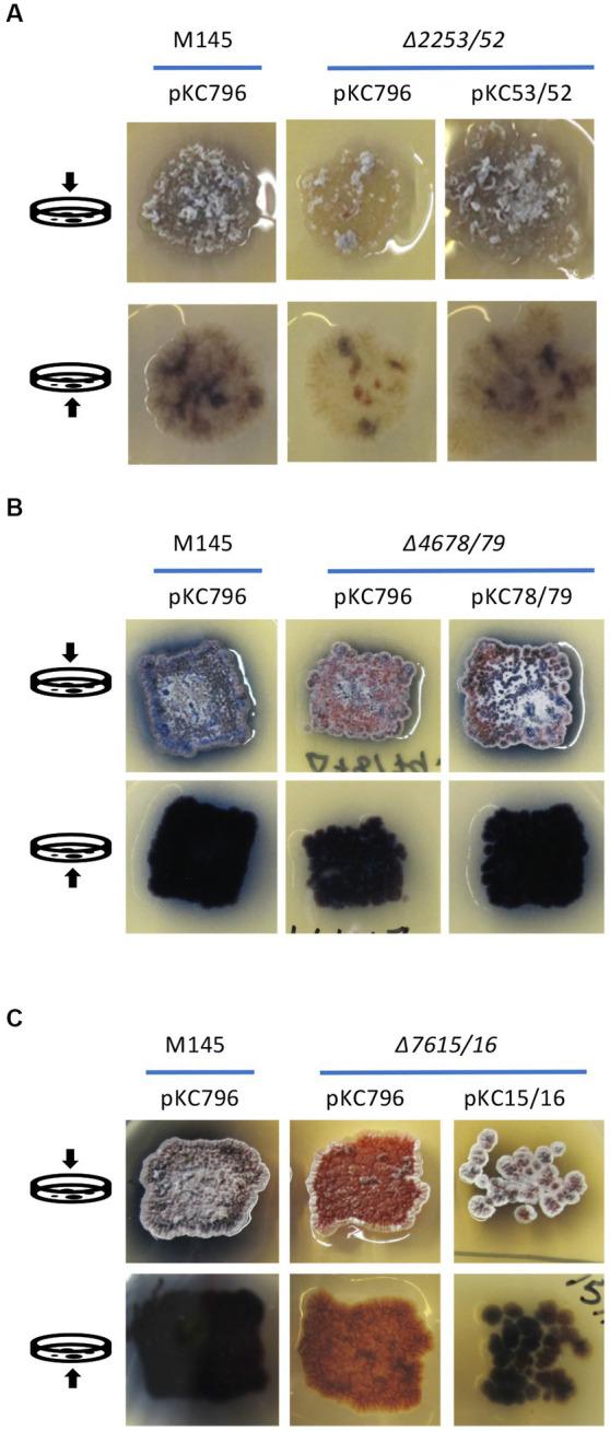 https://cdn.ncbi.nlm.nih.gov/pmc/blobs/6977/10364602/50f716ce38e8/fmicb-14-1217350-g006.jpg
