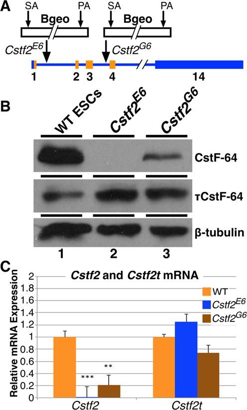 https://cdn.ncbi.nlm.nih.gov/pmc/blobs/6977/4117776/8eb50102708e/gku551fig1.jpg