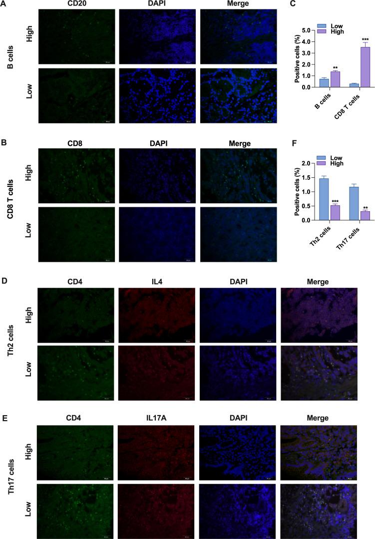 https://cdn.ncbi.nlm.nih.gov/pmc/blobs/697b/11860897/e8b970216baf/fimmu-16-1512107-g005.jpg