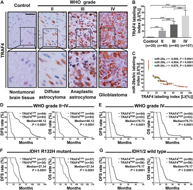 https://cdn.ncbi.nlm.nih.gov/pmc/blobs/697b/6197255/1e4884178429/41419_2018_1092_Fig4_HTML.jpg