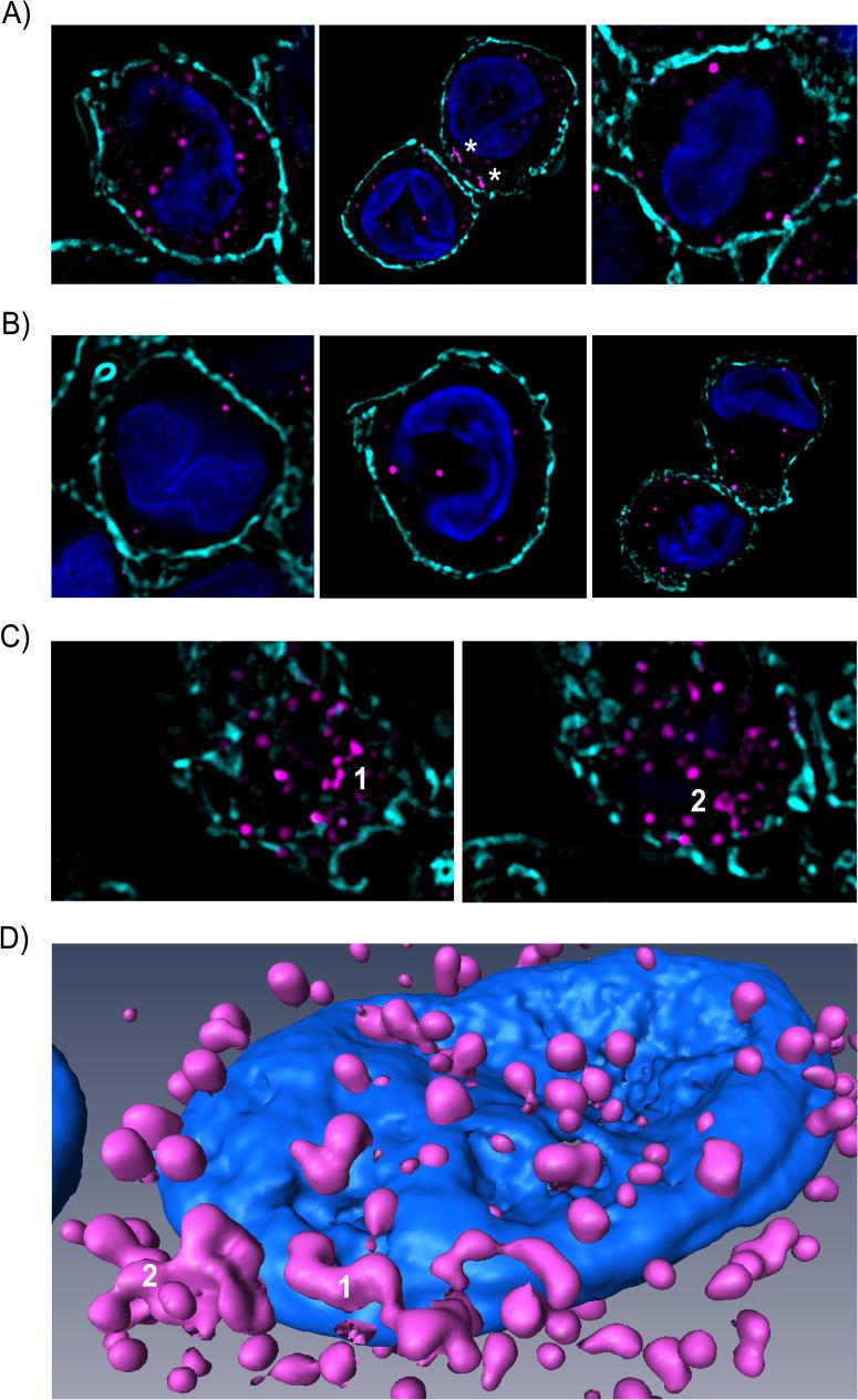 https://cdn.ncbi.nlm.nih.gov/pmc/blobs/697b/7886149/d4e0431a07b6/ppat.1009042.g002.jpg