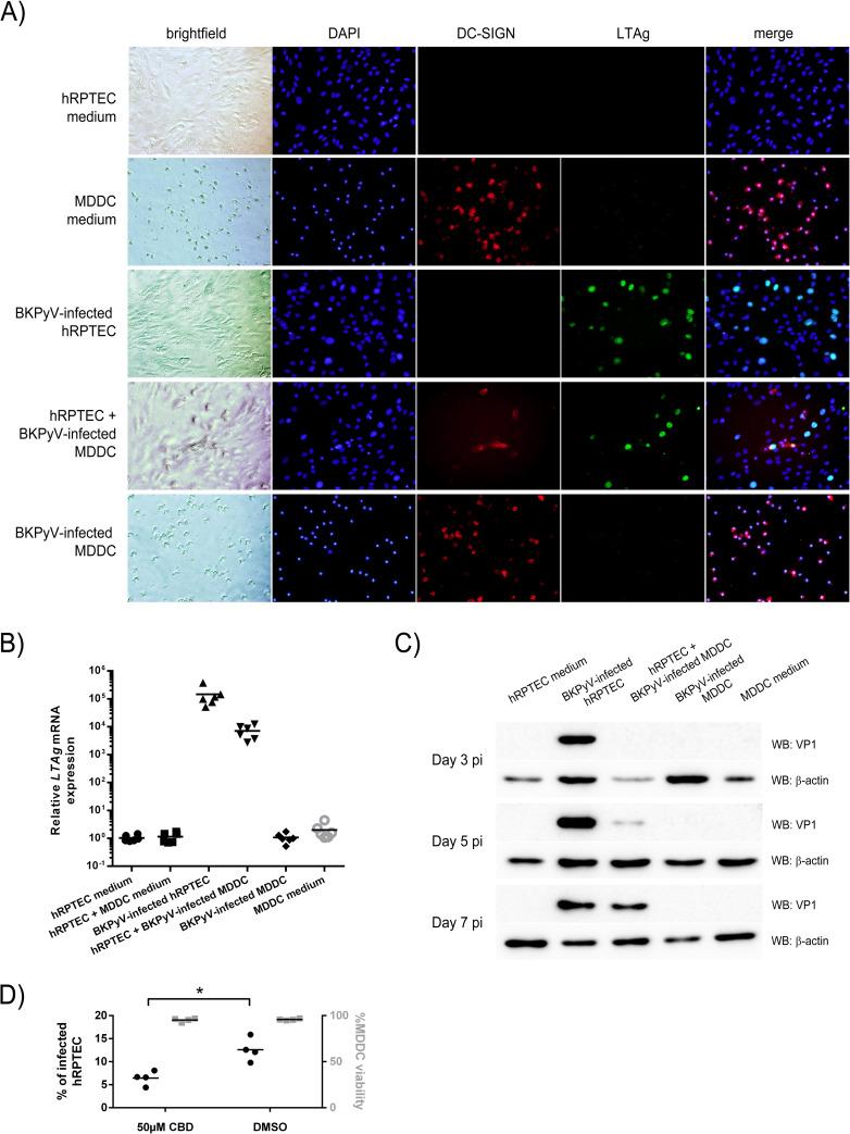 https://cdn.ncbi.nlm.nih.gov/pmc/blobs/697b/7886149/ea28c508eb91/ppat.1009042.g005.jpg