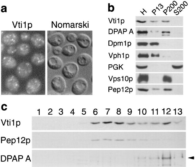https://cdn.ncbi.nlm.nih.gov/pmc/blobs/697e/2137825/84d20aa8b08b/JCB.14531f2.jpg